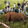 Anti-Poaching Fail: Activists Accidentally Kill Rare Rhino
